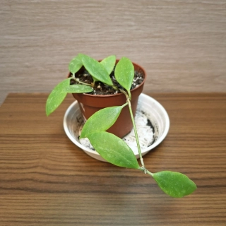 Hoya Memoria č1