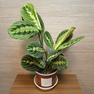 Maranta Leuconeura Fascinator č2