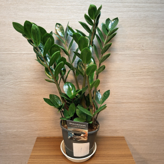 Zamioculcas Zamiifolia Lima č1