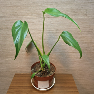 Monstera Burle Marx Flame č1