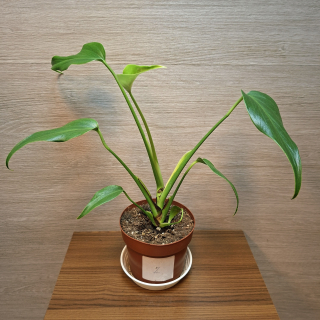 Monstera Burle Marx Flame č2