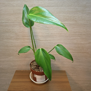 Monstera Burle Marx Flame č3