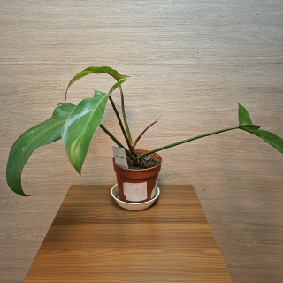 Philodendron Florida Bronze č1