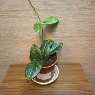 Hoya Crassipetiolata Splash č1