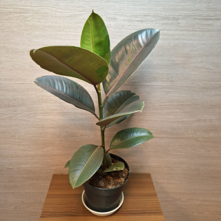 Ficus Elastica Pink Camouflage č1