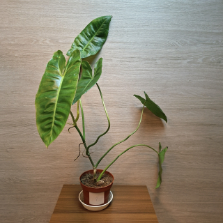 Philodendron Paraiso Verde č1