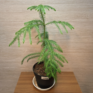 Araucaria Heterophylla