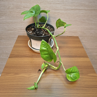 Epipremnum Lemon Meringue "L" č2