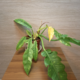 Philodendron Narrow Ring Of Fire č1