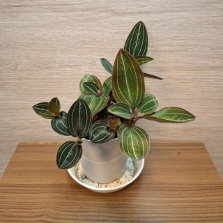 Ludisia Discolor "S"