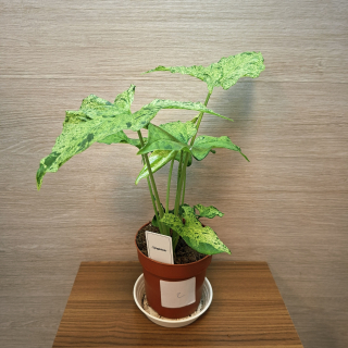 Syngonium Mottled č2