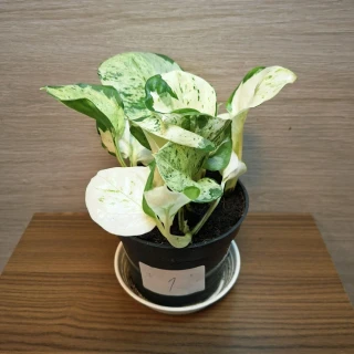 Epipremnum Pinnatum Happy Leaf č1