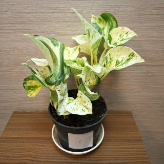 Epipremnum Pinnatum Happy Leaf č2