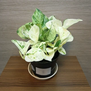 Epipremnum Pinnatum Happy Leaf č2