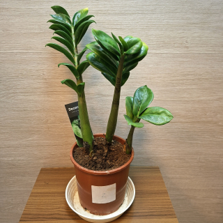 Zamioculcas Zamiifolia Zenzi "M" č1