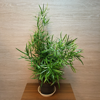 Asparagus Falcatus