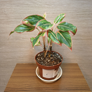Aglaonema Siam Aurora č1