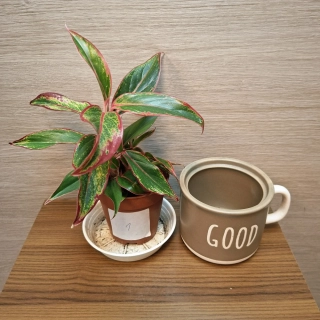 Aglaonema Jungle Red č1