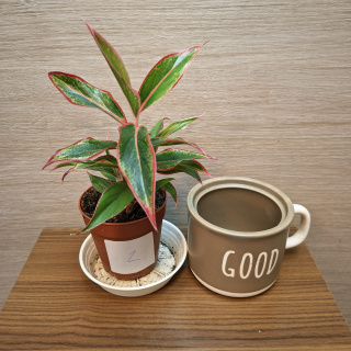 Aglaonema Jungle Red č2