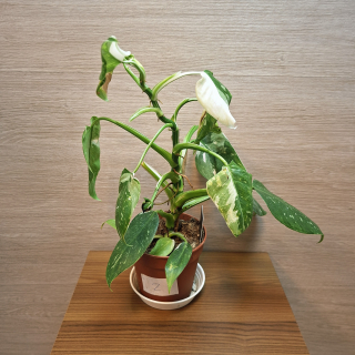 Philodendron White Princess č2