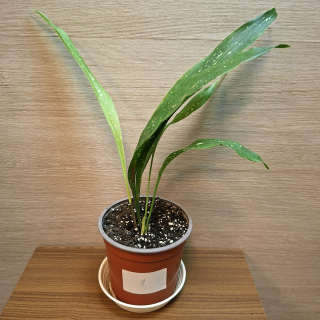 Aspidistra Elatior Milky Way "S" č1