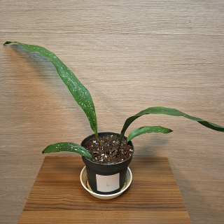 Aspidistra Elatior Milky Way "S" č4