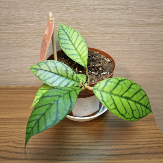 Hoya Callistophylla KAL 16 č2