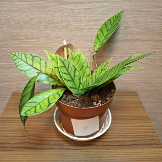 Hoya Callistophylla KAL 16 č5