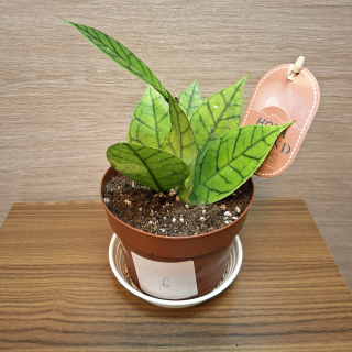 Hoya Callistophylla KAL 16 č6