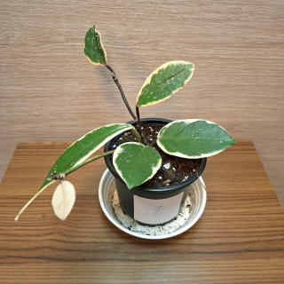Hoya Carnosa Pink Flamingo "S" č1