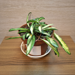 Hoya Wayetti Tricolor "S" č1