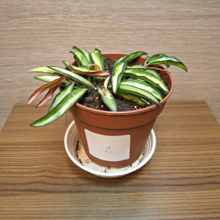 Hoya Wayetti Tricolor "S" č2