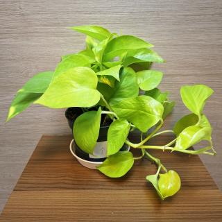 Epipremnum Neon Golden Pothos č1