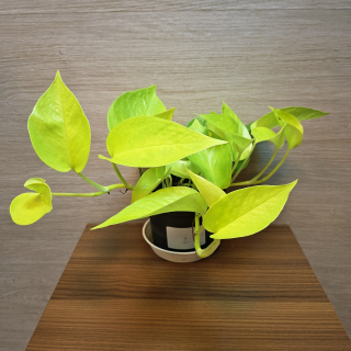 Epipremnum Neon Golden Pothos č2
