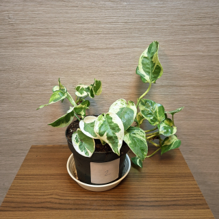 Epipremnum Pinnatum N Joy č2