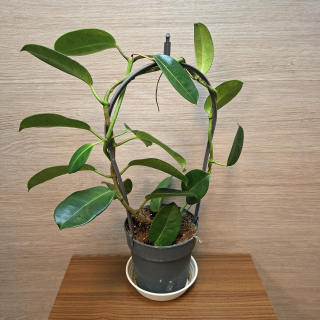 Stephanotis Floribunda