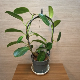 Stephanotis Floribunda