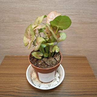 Syngonium Neon č1
