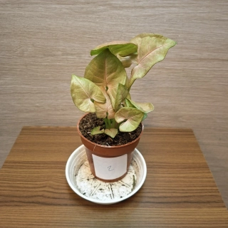 Syngonium Neon č3