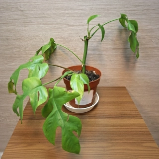 Monstera Minima č2