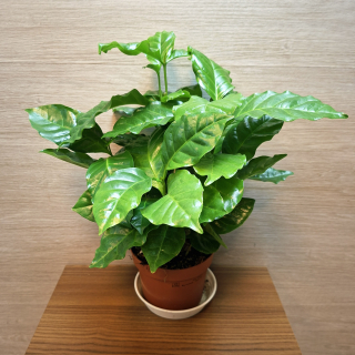 Coffea Arabica č1