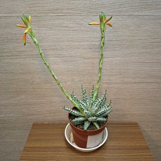 Aloe Humilis Shark č1