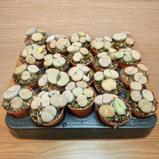 Lithops - živé kameny