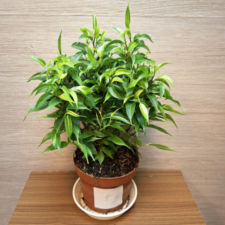 Ficus Benjamin Natasja č1