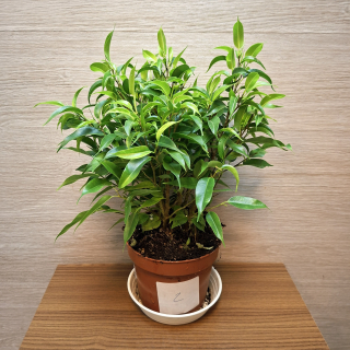 Ficus Benjamin Natasja č2