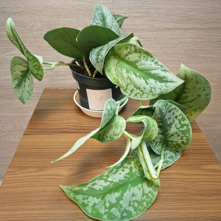 Scindapsus Pictus Trebie č1