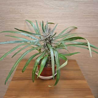 Pachypodium Lamerei