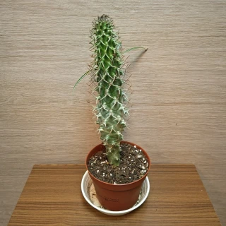 Pachypodium Lamerei č1