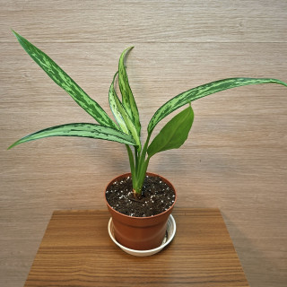 Aglaonema Cutlas "S"