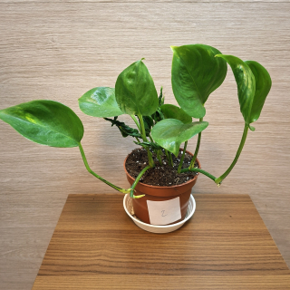 Epipremnum Aureum Shangri La č2
